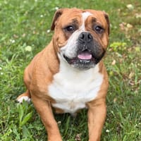 Rimelle CAA15375, chienne à adopter