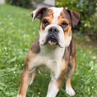 Victoire CAA15358, chienne à adopter