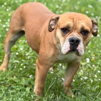 Venise CAA15378, chienne à adopter