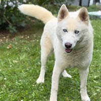 Phantom CAA15390, chien à adopter