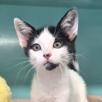 Bianca, chatte à adopter