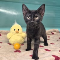 Bernard, chat à adopter