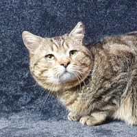 ZURICH CHA17883, chat à adopter