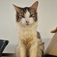 HAWAI, chat à adopter