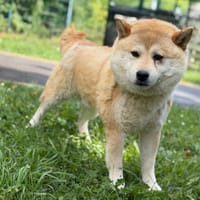 Sparow CAA15392, chien à adopter
