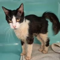 UTAH, chat à adopter