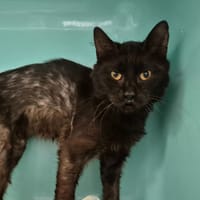 KENTUCKY, chat à adopter