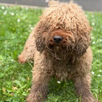 Jackson CAA15372, chien à adopter