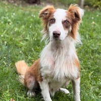 Peche CAA15379, chienne à adopter