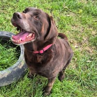 Pépère, chien à adopter