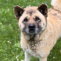 Hilda CAA15367, chienne à adopter