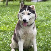Pépite CAA15368, chienne à adopter