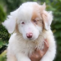 Paolina CAA15382, chienne à adopter