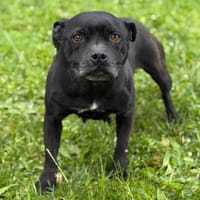 Oupika CAA15383, chienne à adopter