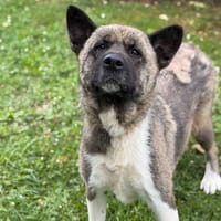Roxane CAA15389, chienne à adopter