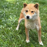 Papaye CAA15391, chienne à adopter