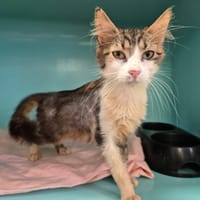 DENVER, chatte à adopter