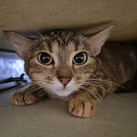 DAKOTA, chatte à adopter