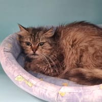 BARILLA, chatte à adopter