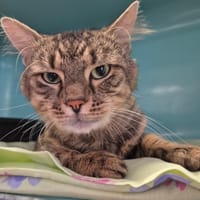 ARIZONA, chat à adopter