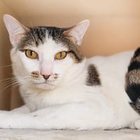 Cookie, chat à adopter