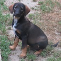 MARILL, chien à adopter