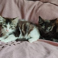 RAVEN CHA, chatte à adopter