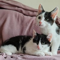 LINCOLN CHA, chat à adopter