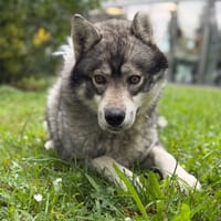 Ptiloup CAA15370, chien à adopter
