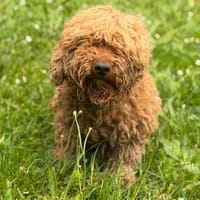 Jasmine CAA15371, chienne à adopter