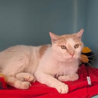 GILLAN, chat à adopter
