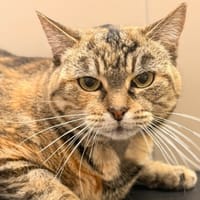 YANA CAB5598, chatte à adopter