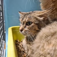 MCCAIN, chatte à adopter