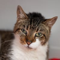 PEPPER, chatte à adopter