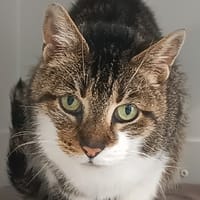 PEPPER, chatte à adopter