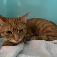 ZAMIA, chatte à adopter