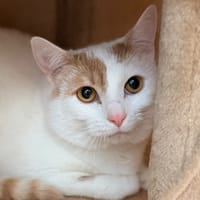 AYOL, chat à adopter