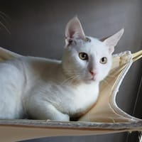 SNOWY, chat à adopter