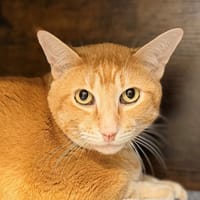 HARRY, chat à adopter