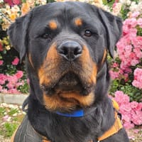 URKA, chienne à adopter