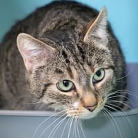 LOKI HAB17570, chat à adopter