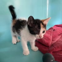 YAN, chatte à adopter
