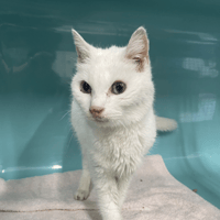 MIA, chatte à adopter