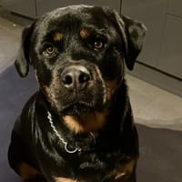 SOSSO, chien à adopter