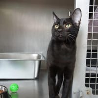 Celio, chat à adopter