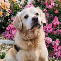 NOUKI, chien à adopter