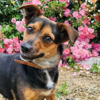 ZAZA, chienne à adopter