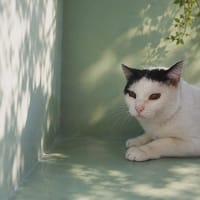 MINOU QCT, chat à adopter