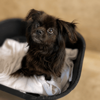 GOLIATH, chien à adopter