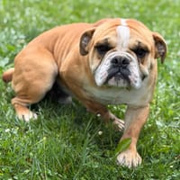 Virgule CAA15359, chien à adopter